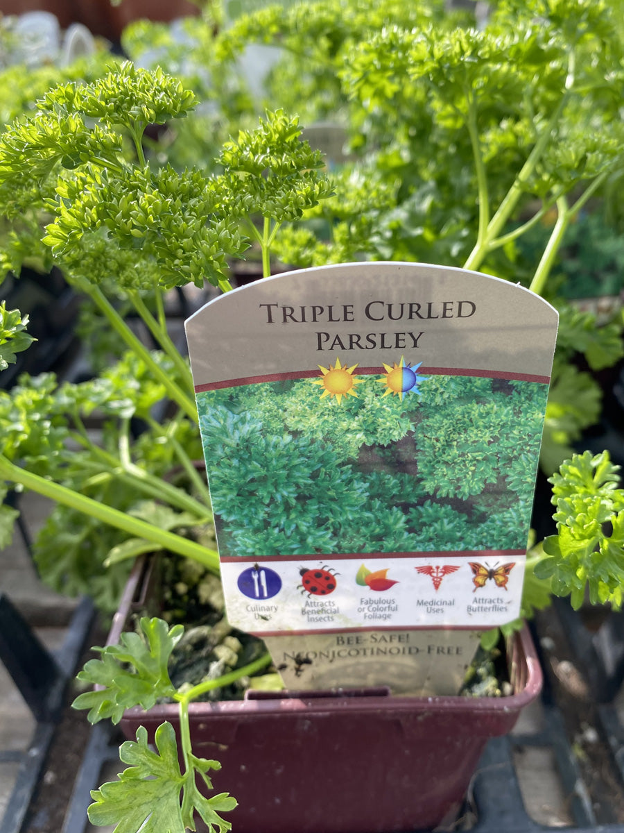 Parsley Curly Leaf 4"